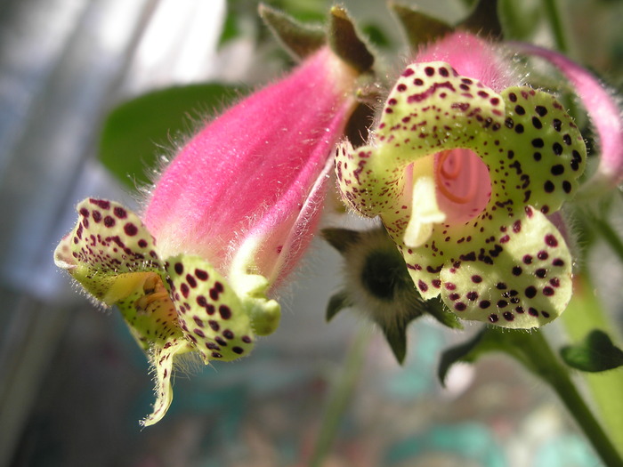 kohleria wascewieczii (1)