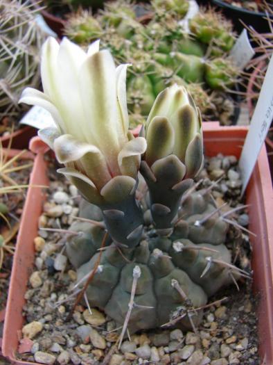 Gymnocalycium vatterii