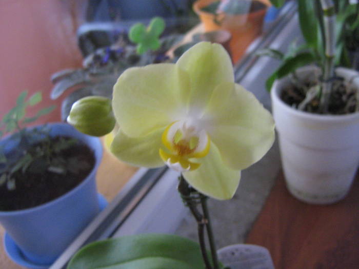 IMG_0289 - orhidee phalenopsis