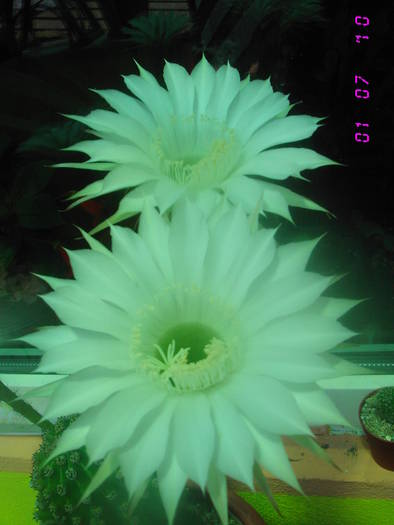 Echinopsis alb