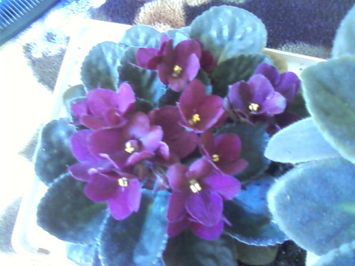 violeta grena - flori 2009