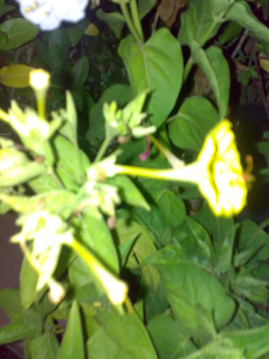 04082009544