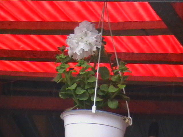 Picture 012