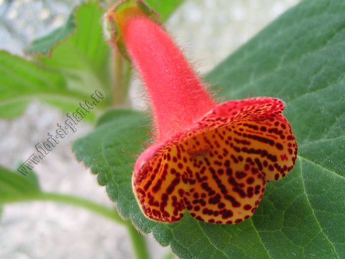 Kohleria Carl 1