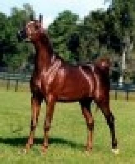 t_arabian01