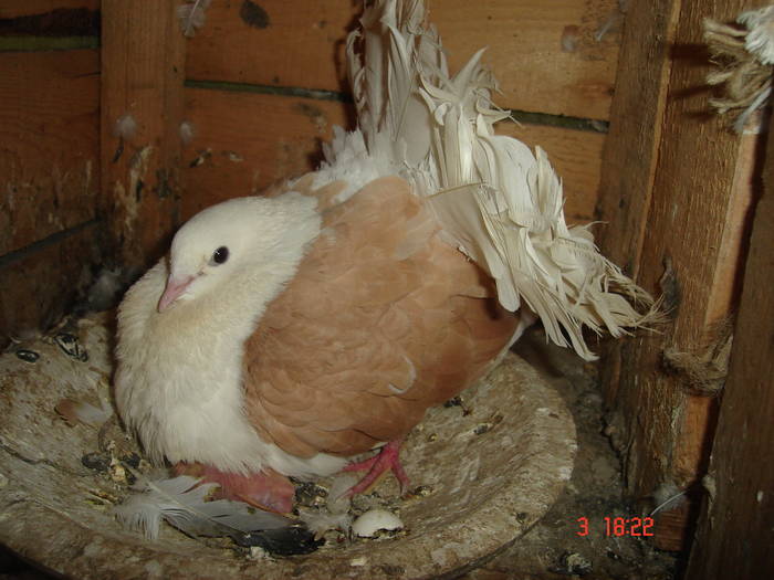 149 - D Porumbei Voltati Vechi