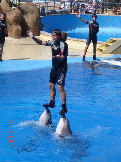 31 - poze cu delfini