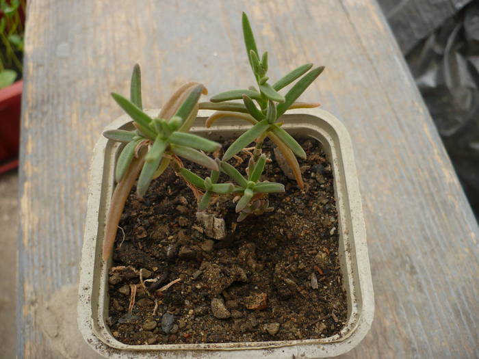 Delosperma coperi - Cactusi 2009