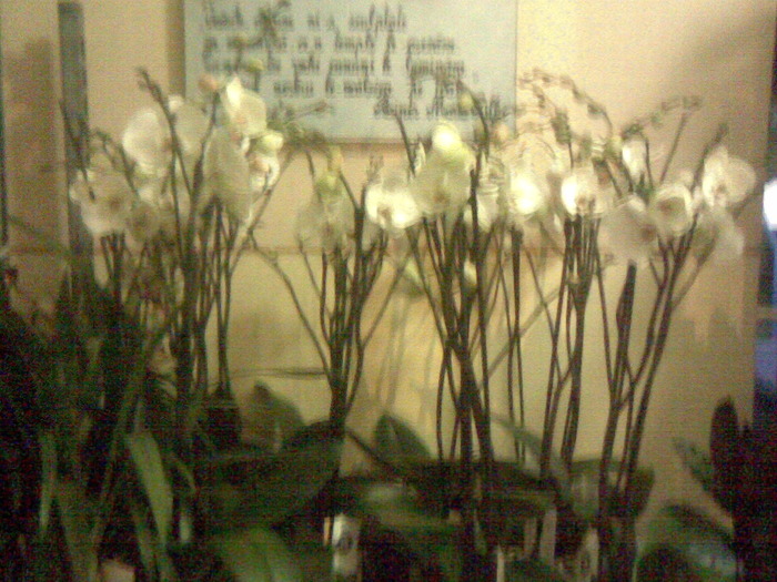 Imag016