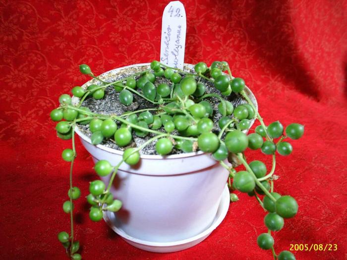 Senecio Rowleyanus