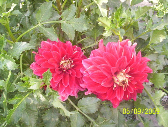 100_0140 - iubirile mele   florile