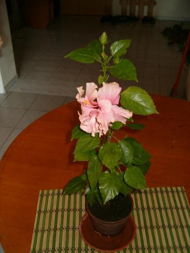 hibiscus 5 - hibiscus