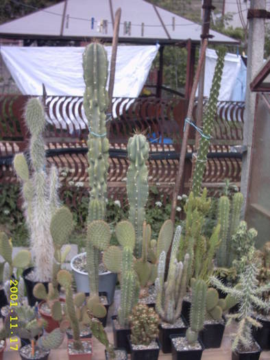 cactusi