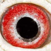 OPYSZPNFSCTTGOFVBGE - OCHII PORUMBEILOR