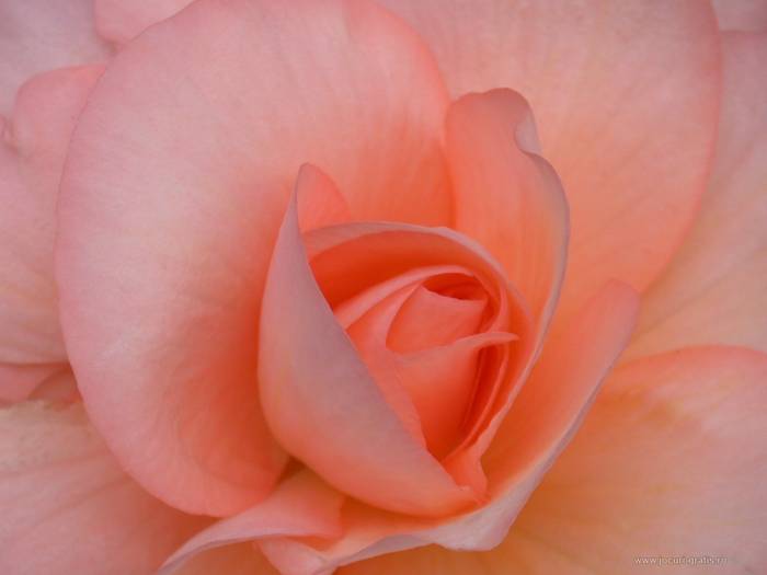 ROSES - Roses PINK TRANDAFIRI 1
