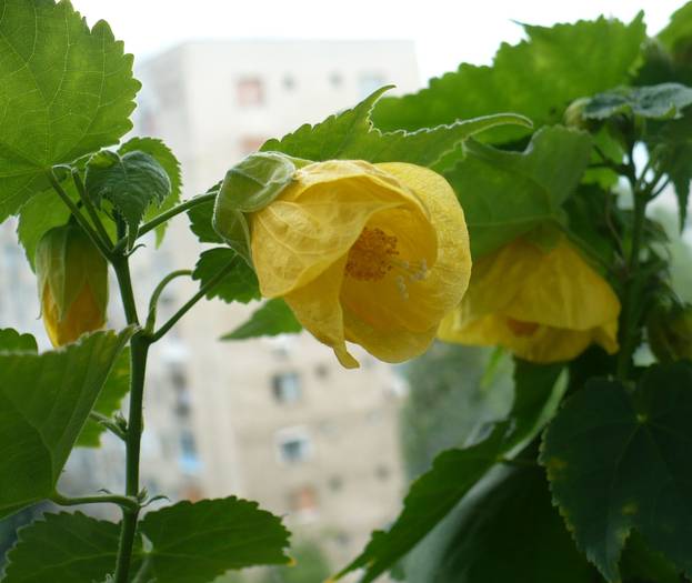 P1130564 - ABUTILONI