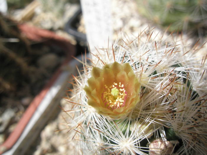 Escobaria chaffeyi - floare - Escobaria