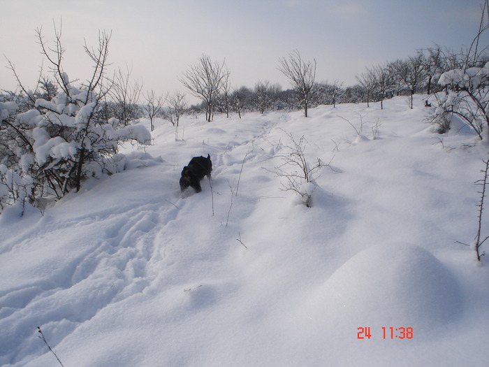 DSC08758 - Bella ianuarie 2010