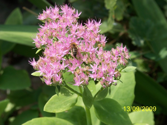 100_1525 - Toamna in curte  Timisoara