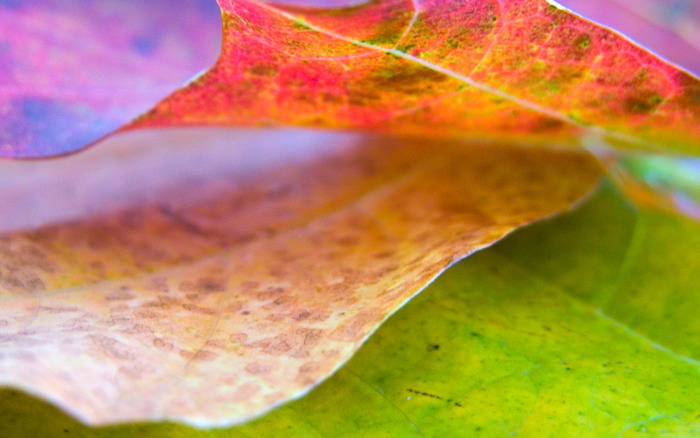 790_leaf8_1440x900