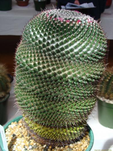 mammillaria_mystax_1 - Cactusi care m-au impresionat prin frumusete