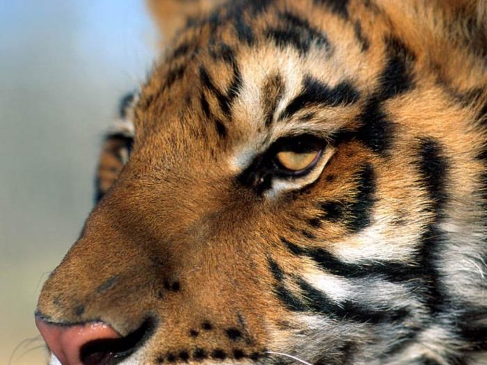 Eye of the Tiger - leoparzi si tigri