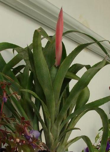 bilbergia; a aparut floarea
