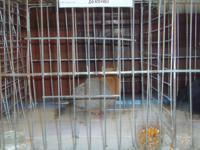 Picture 116 - Expozitia Columbofilia Traditie Si Pasiune din DOROHOI tinuta in perioada 15-20 februarie 2009