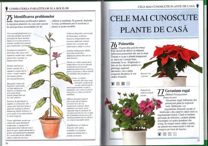 28 - informatii plante