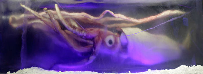 800px-Giant_squid_melb_aquarium03 - Pesti