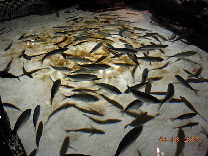 Aquario di Genova 267 - acvariul din genova