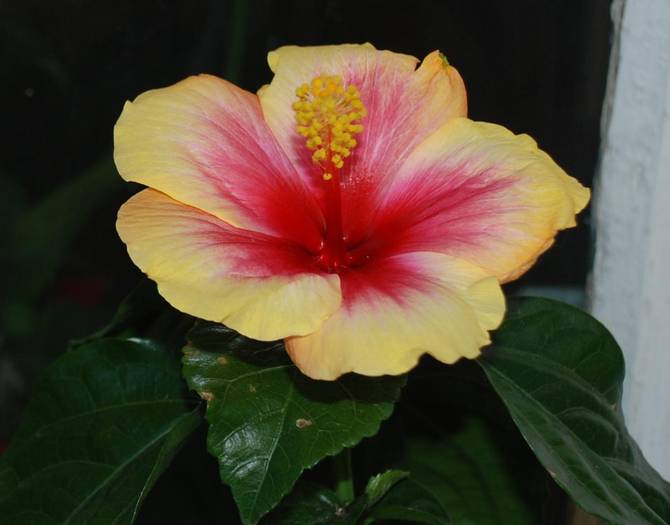 hibiscus - iunie 2009