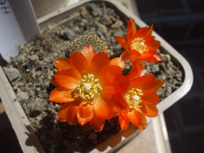 Rebutia heliosa flori