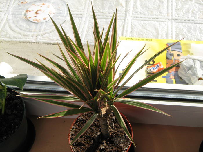 dracena