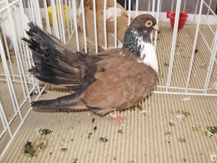 orbetean 2 - 1510 rz