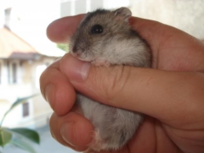 hamster