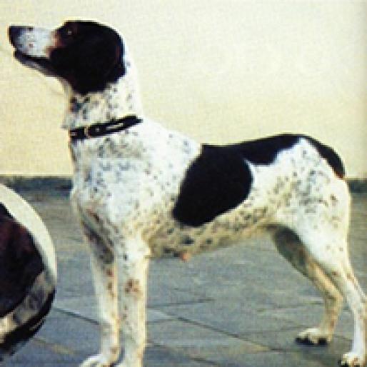 RASTREADOR BRASILIERO