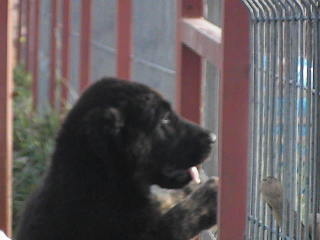 poze 06.06.2009 057 - ciobanesc asia centrala