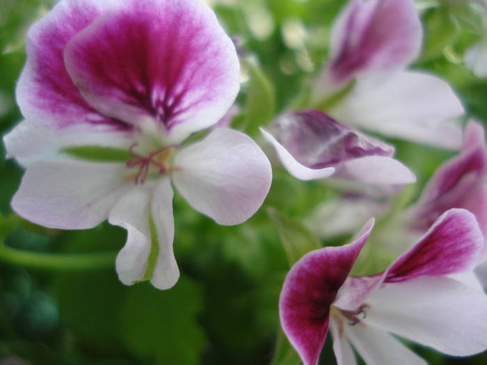 DSC02960 - FLOWERS PINK AND WHITE