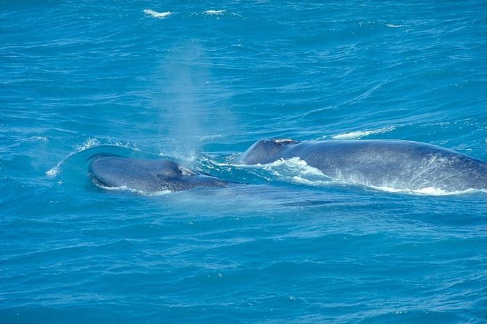Balena albastra cu pui - Salvati animalele pe cale de disparitie