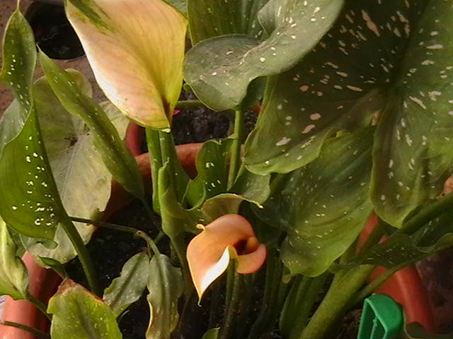 Picture 008