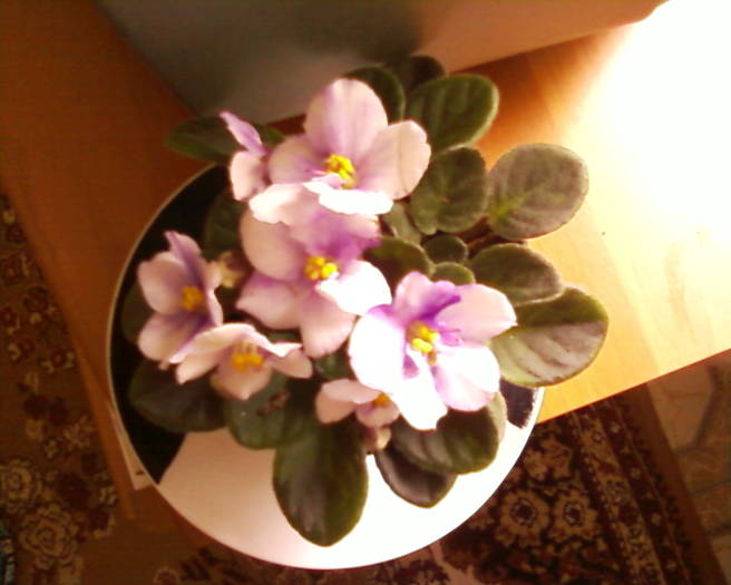 violeta mini - flori 2009