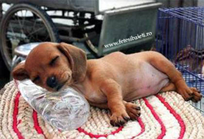 18 - poze bestiale