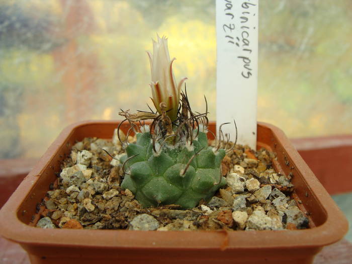 Turbinicarpus schwarzii - Turbinicarpus-Thelocactus