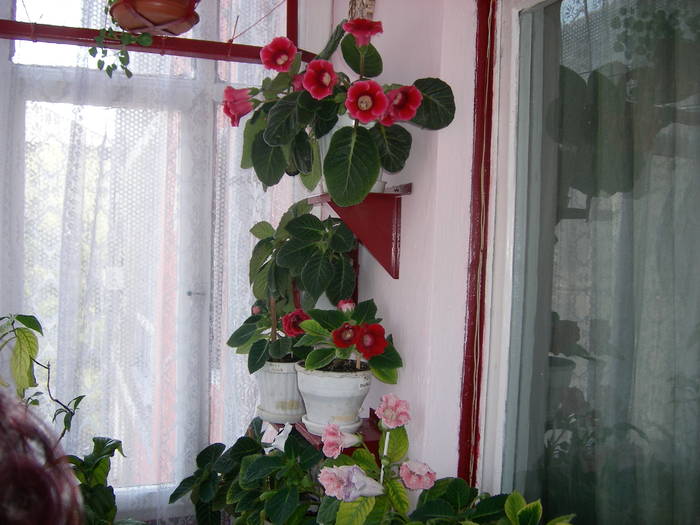 Flori-2009