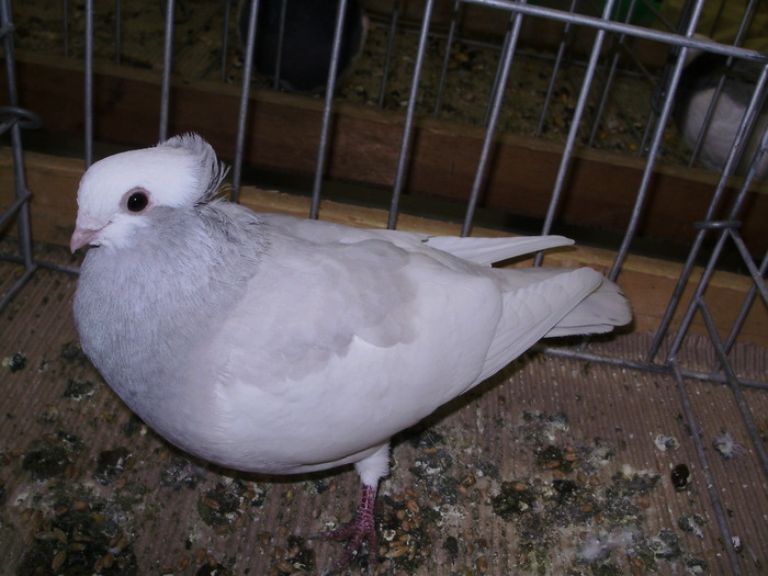 11992 s 0