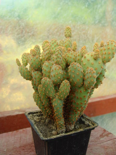 Opuntia ? 3