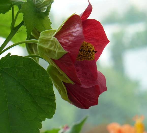 P1130562 - ABUTILONI