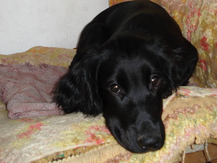 DSC09717 - ANIMALUTELE MELE