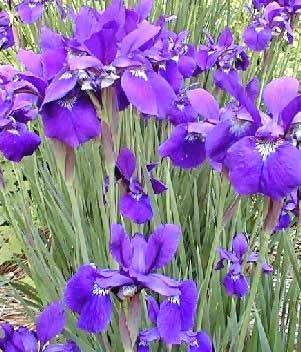 siberian-iris - iris